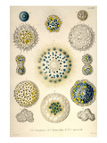 Amoeboid Protozoans Posters by Ernst Haeckel