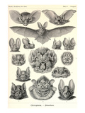Bats Photo by Ernst Haeckel