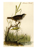 Brown Finch Posters by John James Audubon