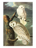Snowy Owl Posters by John James Audubon