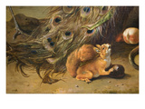 Squirrel Detail from Peacocks Photographie par Melchior d'Hondecoeter