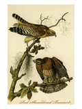 Red Shouldered Buzzard Prints by John James Audubon
