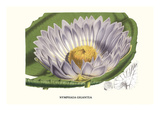 Giant Blue Waterlily Kunstdruck von Louis Van Houtte