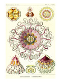 Jelly Fish Print by Ernst Haeckel
