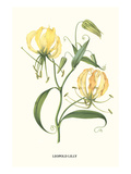 Leopold Lilly Print by Louis Van Houtte