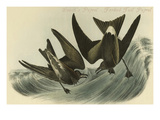 Leach's Petrel - Forked Tail Petrel Photographie par John James Audubon