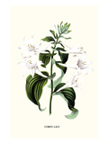 Corfu Lily Poster von Louis Van Houtte