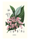 Gesnera Kunstdruck von Louis Van Houtte