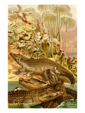 Nile Crocodile Prints by F.W. Kuhnert