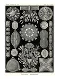 Diatoms Prints by Ernst Haeckel