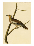 Texan Turtle Dove Posters by John James Audubon