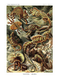 Lizards Posters by Ernst Haeckel