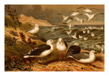 Seagulls Print by F.W. Kuhnert