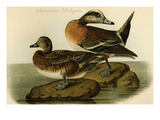 American Widgeon Prints by John James Audubon