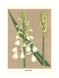 Hyazinthe Kunstdrucke von Louis Van Houtte