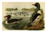 Buff-Breatsed Merganter Goosander Prints by John James Audubon