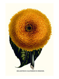 Herb Touch Me Not Posters by Louis Van Houtte
