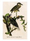 Yellow Crowned Night Heron Posters by John James Audubon