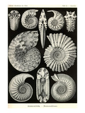 Ammonites Prints by Ernst Haeckel