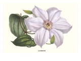 Clematis Posters by Louis Van Houtte