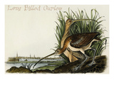 Long Billed Curlew Photo by John James Audubon