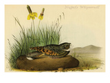 Nuttails Whipoorwill Posters by John James Audubon