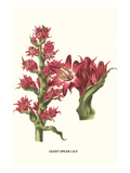 Giant Spear Lily Posters by Louis Van Houtte