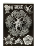 Brittle Stars Poster by Ernst Haeckel