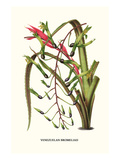 Venezuelan Bromeliad Foto von Louis Van Houtte
