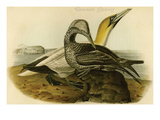 Common Gannet Photo by John James Audubon