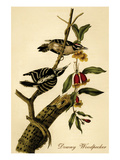 Downy Woodpecker Print by John James Audubon