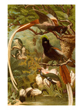 Pygmy Bird of Paradise Posters by F.W. Kuhnert