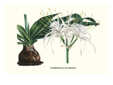 American Lilly Prints by Louis Van Houtte