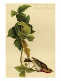 Crimson-Fronted Purple Finch Posters by John James Audubon