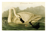 Trumpeter Swan Posters by John James Audubon