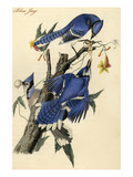Blue Jay Photo by John James Audubon