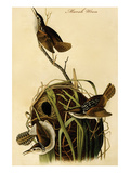 Marsh Wren Posters by John James Audubon