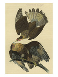 Cracara Eagle Prints by John James Audubon