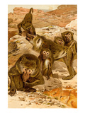 Baboon Family Prints by F.W. Kuhnert