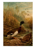 Mallard Duck Posters by F.W. Kuhnert