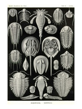 Athropods Photo by Ernst Haeckel