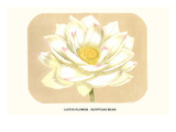 Lotus Flower - Egyptian Bean Kunstdrucke von Louis Van Houtte