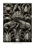 Crustaceans Posters by Ernst Haeckel