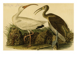 White Ibis Posters by John James Audubon