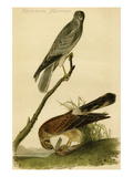 Common Harrier Prints by John James Audubon