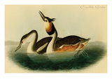 Crested Grebe Photo by John James Audubon