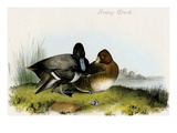 Scaup Duck Poster by John James Audubon