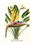 Yellow Bird of Paradise - Mandela's Gold Posters par Louis Van Houtte