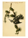 Black and White Creeping Warbler Poster by John James Audubon