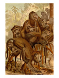 Monkey Family Prints by F.W. Kuhnert